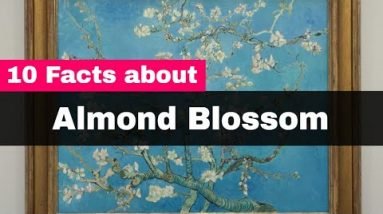 Van Gogh Almond Blossom - 10 Interesting Facts About Almond Blossom 12 Van Gogh Almond Blossom - 10 Interesting Facts About Almond Blossom