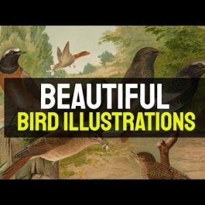 Bird Illustrations - 30 Beautiful Bird Illustrations