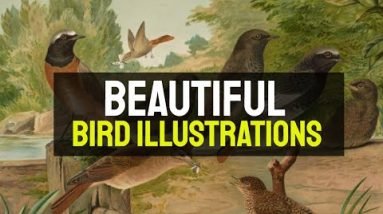 Bird Illustrations - 30 Beautiful Bird Illustrations 20 Bird Illustrations - 30 Beautiful Bird Illustrations